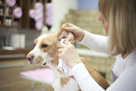 Drawing Blood From Dog S Ear How to Clean Your Dog S Ears