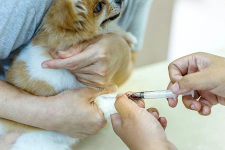 Drawing Blood From Dogs Doing A Blood Glucose Curve at Home for A Diabetic Dog