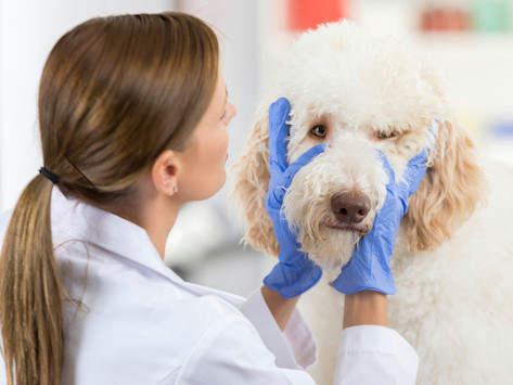 Drawing Blood From Dogs Veins Inflammation Of the Superficial Veins In Dogs Petmd