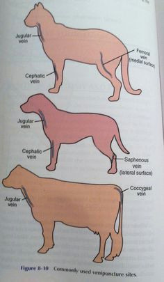 Drawing Blood From Jugular Dogs 148 Best Vet Tech Images Veterinary Medicine Veterinary