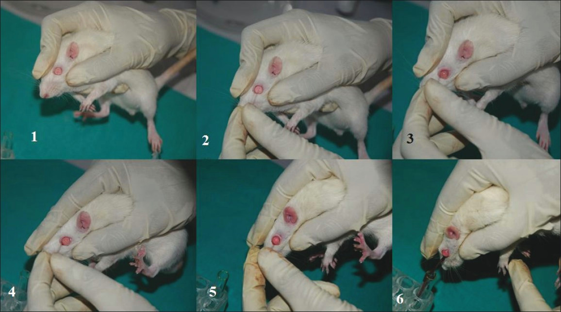 Drawing Blood From Jugular Dogs Blood Sample Collection In Small Laboratory Animals Parasuraman S