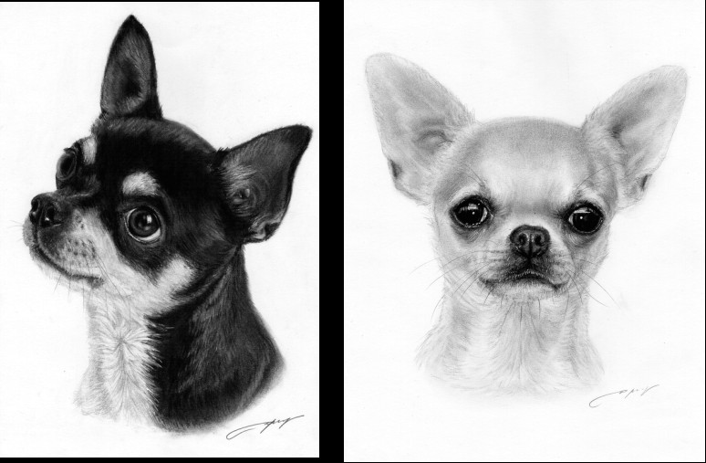 Drawing Board Dogs Chi Drawing7 Chihuahua Love Pinterest Chihuahua Chihuahua