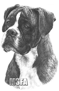 Drawing Boxer Dogs 27 Best Boxer Things Images Boxer Dogs Boxers Christmas Holidays