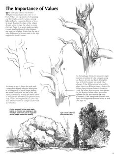 Drawing Bushes 86 Best Tutorial How to Draw Realistic Trees Plants Bushes and