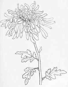 Drawing buttercup Flowers 1150 Best Doodle and Draw Images In 2019 Drawing Techniques