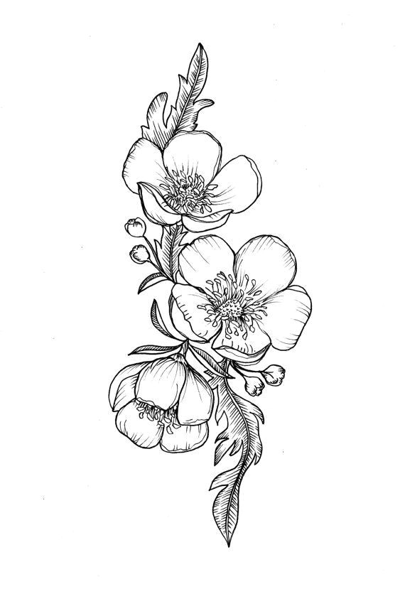 Drawing buttercup Flowers Custom buttercup Illustration Tattoo for Greer by themintgardener