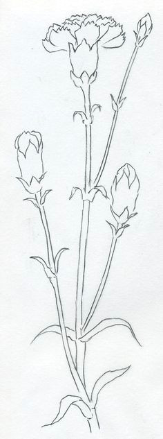 Drawing Carnation Flowers Step by Step 27 Best Carnation Plants Images Beautiful Flowers Plants Black Heads