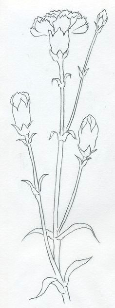 Drawing Carnation Flowers Step by Step 27 Best Carnation Plants Images Beautiful Flowers Plants Black Heads