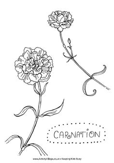 Drawing Carnation Flowers Step by Step 44 Best Hope to Get Images Carnation Drawing Carnation Flower