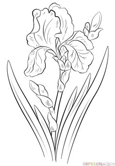 Drawing Carnation Flowers Step by Step 87 Best How to Draw Flowers Plants Images Drawing Flowers