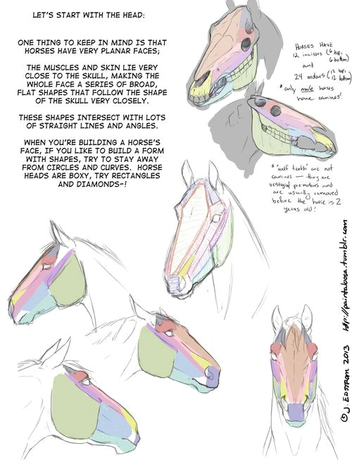 Drawing Cartoon Horse Head Drawing Art Draw Animal Skeleton Anatomy Horse Reference Tutorial