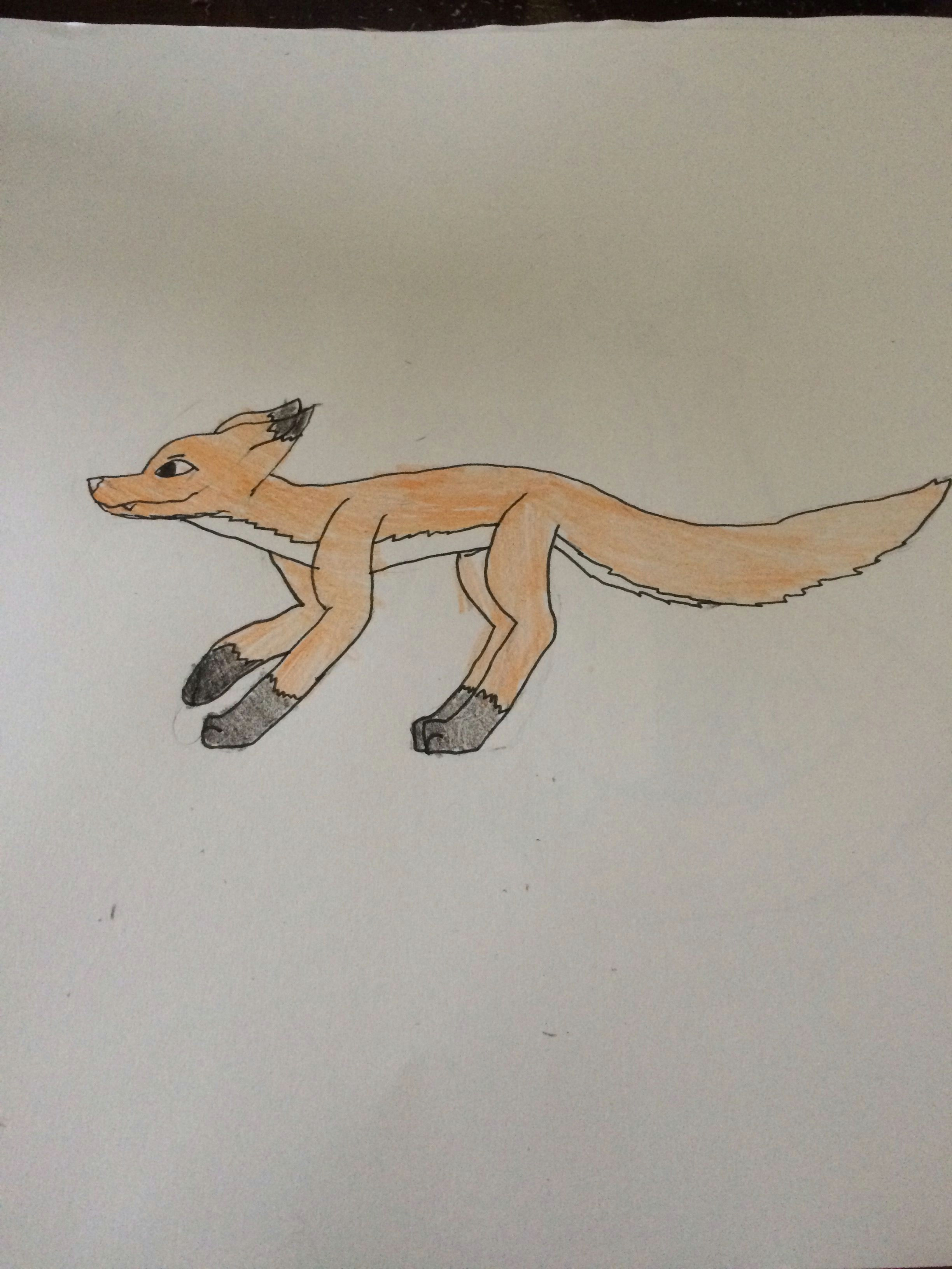 Drawing Cartoon Jackal Fox Stalking Prey the Drawing Crew Pinterest Drawings