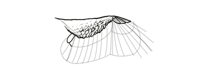 Drawing Cartoon Wings How to Draw and Animate Wings Birds Bats and More Autodesk