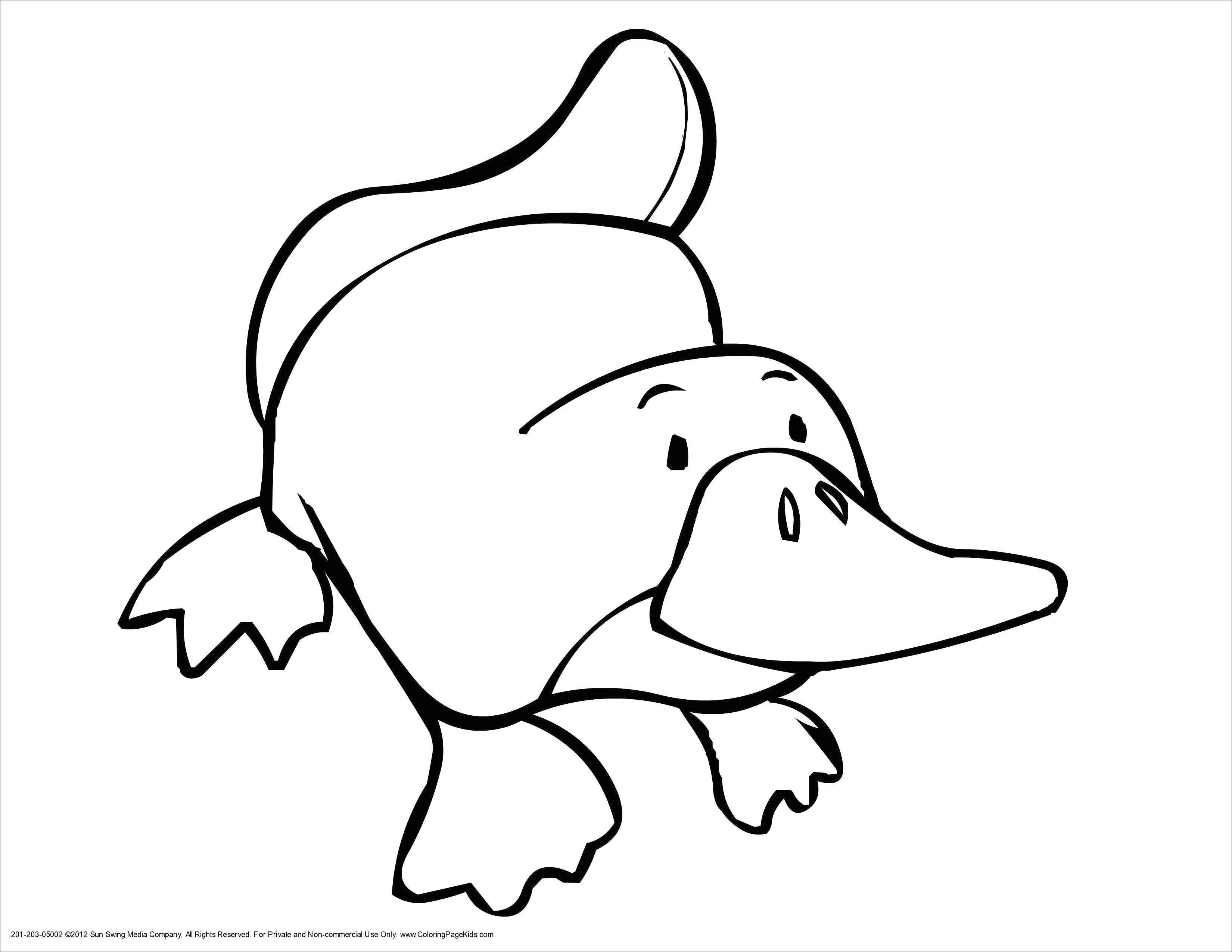 Drawing Cartoons 3d Ausmalbilder Erwachsene Eule Image Coloring Pages Animals Preschool