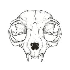Drawing Cat Skull 29 Best Cat Skull Images Cat Jewelry Jewelry Animal Jewelry
