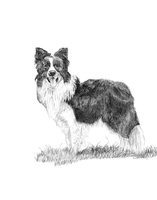 Drawing Collie Dogs Border Collie Greeting Card for Sale by Barry Jones In 2019 Art