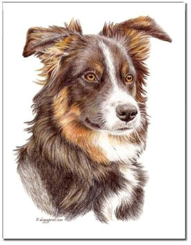 Drawing Collie Dogs Border Collie Painting Art Painting Painting Art Border