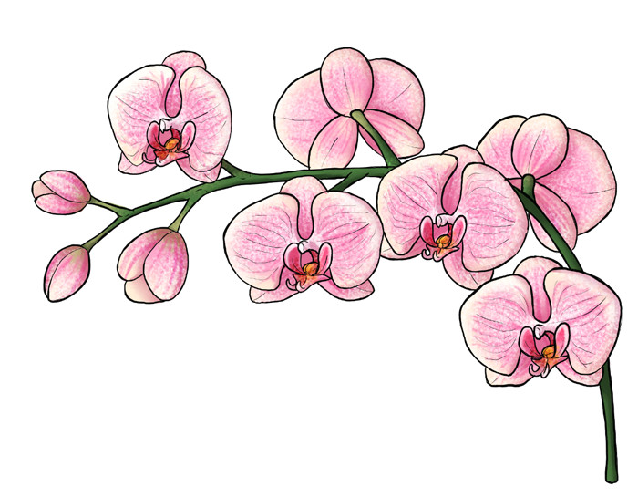 Drawing Colored Flowers Easy How to Draw Flowers the Sexy and Sultry orchid
