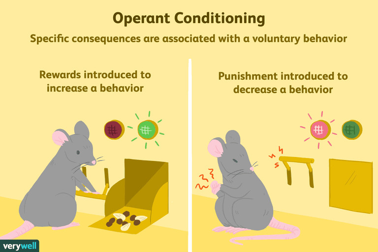 Drawing Connections Between Things that Occur In Sequence What is Operant Conditioning and How Does It Work