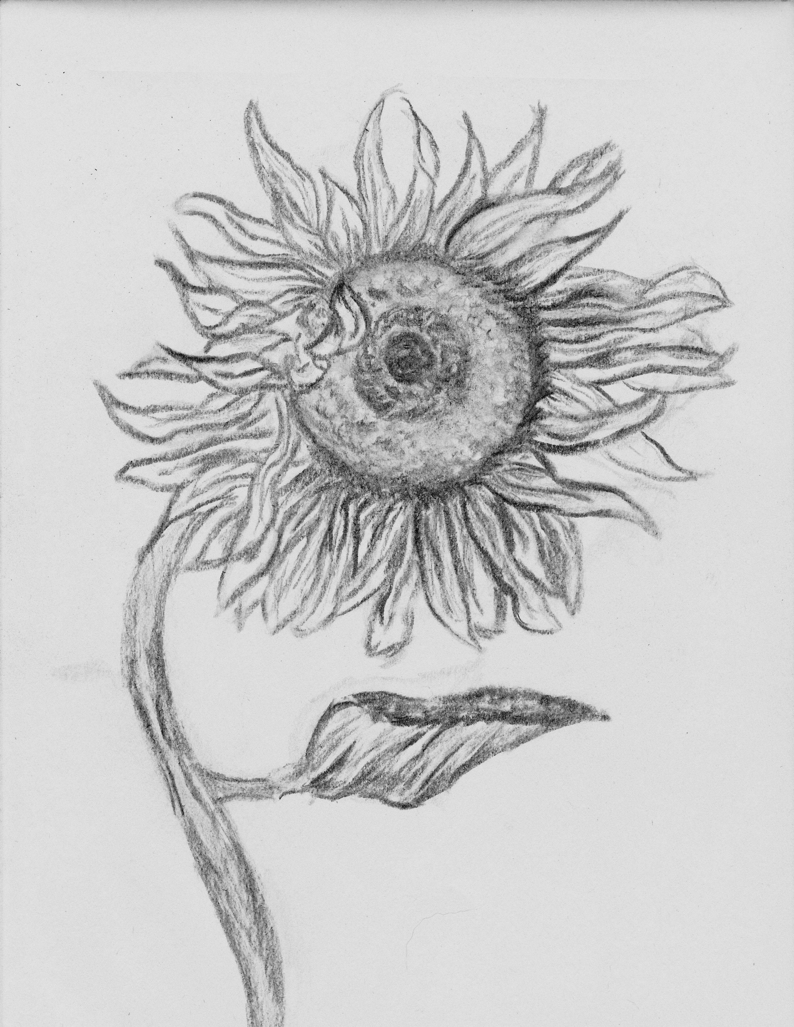 Drawing Cool Things Step by Step How to Draw A Sunflower Step by Step Easy Google Search Drawing