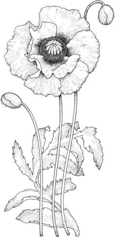 Drawing Craft Flowers Poppy Blossom Coloring Page Art Poppies Pinterest Drawing