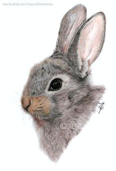 Drawing Cute Animals In Colored Pencil 366 Best Colored Pencil Animals Images In 2019 Draw Animals