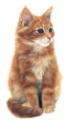 Drawing Cute Animals In Colored Pencil 366 Best Colored Pencil Animals Images In 2019 Draw Animals