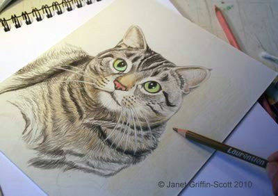 Drawing Cute Animals In Colored Pencil Draw A Majestic Cat In Colored Pencil Art Stuff Pinterest