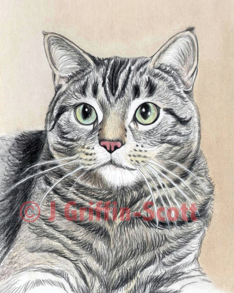 Drawing Cute Animals In Colored Pencil How to Draw A Cat In Colored Pencil