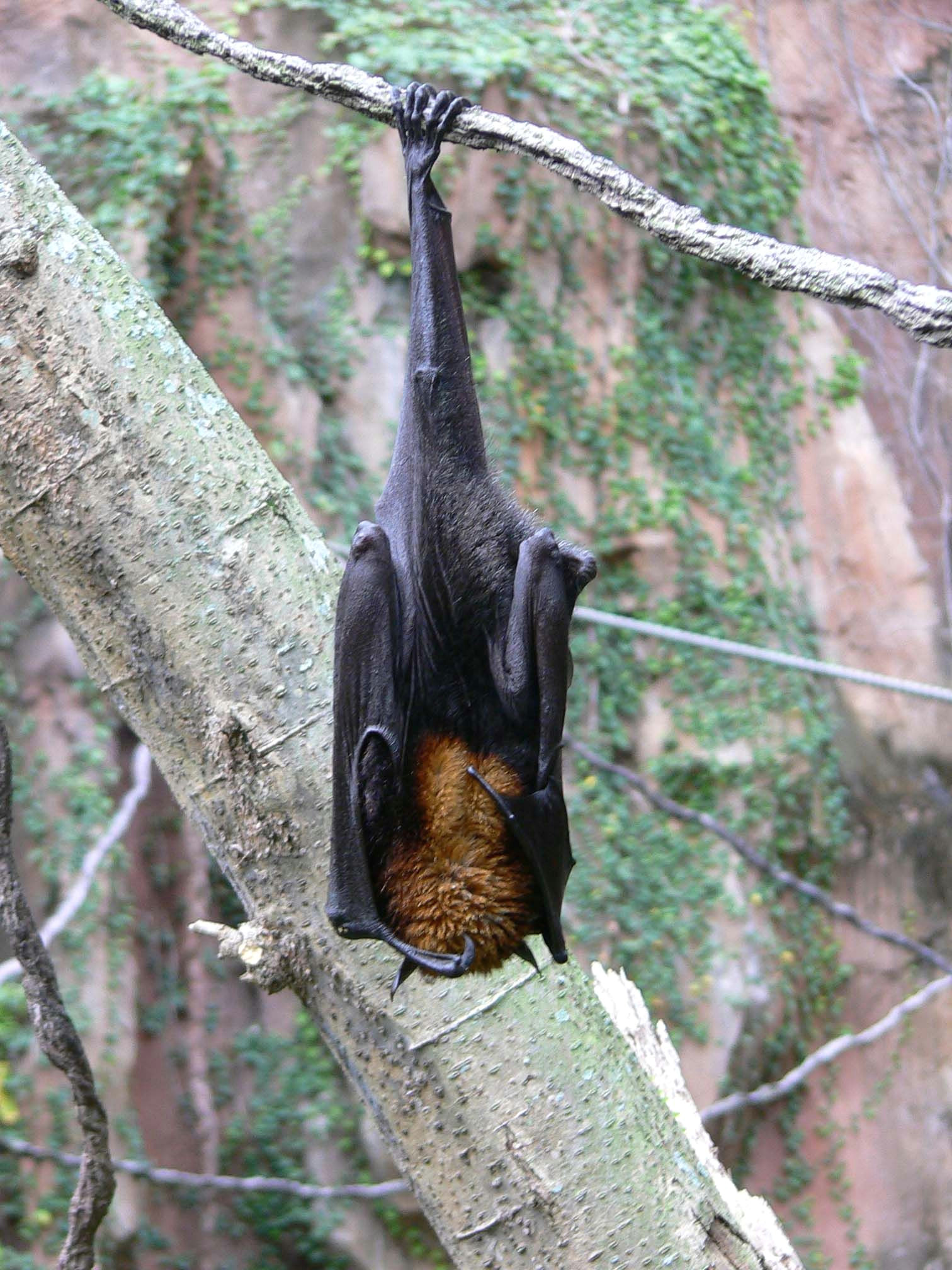 Drawing Cute Bats Flying Fox Interesting Pinterest Animals Bat Animal and Fruit Bat