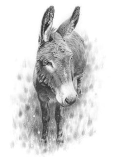 Drawing Cute Donkey 338 Best Donkey Art Images Donkey Animal Drawings Animal Paintings