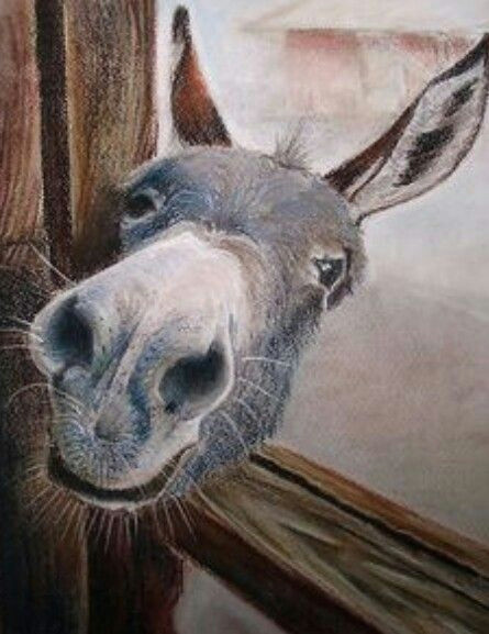 Drawing Cute Donkey Pin by Frank Quillen On Science Nature Pinterest Horses