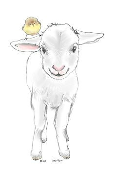 Drawing Cute Goat 82 Best Lambs Sheep Images Sheep Drawing S Drawings