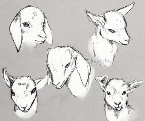 Drawing Cute Goat some Goat Studies Referencing Photos Many Of You Can Probably Guess