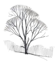 Drawing Cute Landscape 156 Best Drawing Trees Images In 2019 Drawing Trees Tree Drawings