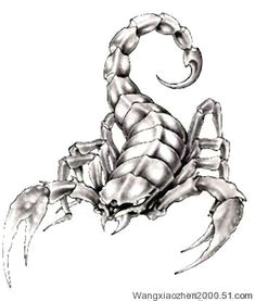 Drawing Cute Scorpion 114 Best Scorpion Images Scorpio Tattoos Scorpion Tattoos Tattoo