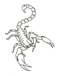 Drawing Cute Scorpion 114 Best Scorpion Images Scorpio Tattoos Scorpion Tattoos Tattoo