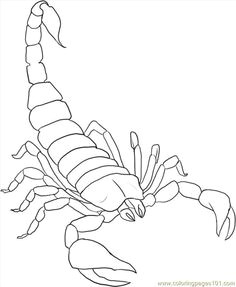 Drawing Cute Scorpion 114 Best Scorpion Images Scorpio Tattoos Scorpion Tattoos Tattoo