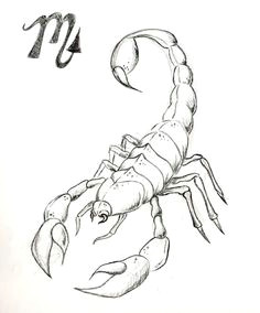 Drawing Cute Scorpion 114 Best Scorpion Images Scorpio Tattoos Scorpion Tattoos Tattoo
