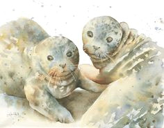 Drawing Cute Seal 142 Best Seals Images Drawings Dibujo Draw