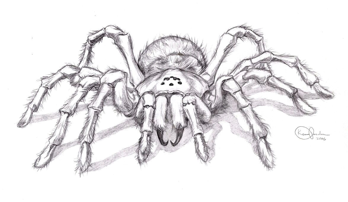 Drawing Cute Spider Realistic Spider Drawing Spiders In 2019 Drawings Spider