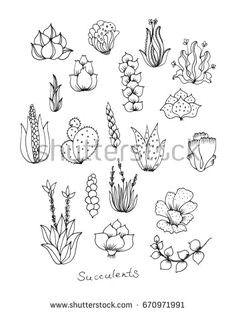 Drawing Cute Succulents 21 Best Succulent Sketch Images Cactus Drawing Cactus Plants