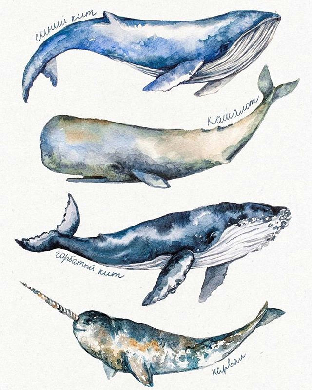Drawing Cute Whales Love the Way the Colors are In This Tattoo Ideas Pinterest