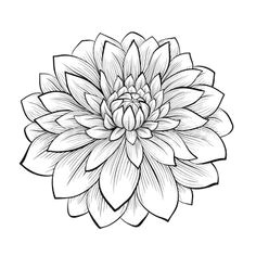 Drawing Dahlia Flowers 273 Best Dahlia Tattoo Images Awesome Tattoos Coolest Tattoo