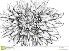 Drawing Dahlia Flowers 43 Best Inked Images In 2019 Drawings Dahlia Flower Tattoos