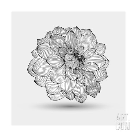 Drawing Dahlia Flowers Abstract Floral Flower Dahliaby Helga Pataki D D D D D D D Art