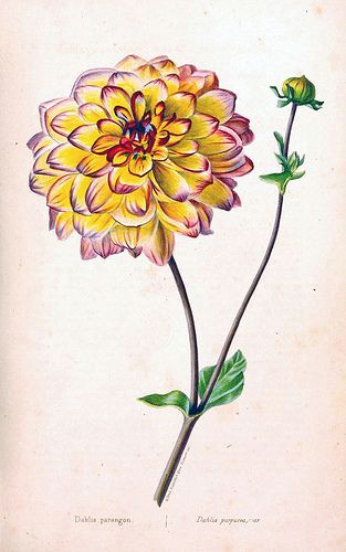 Drawing Dahlia Flowers Aztec Dahlia Old Garden Dahlia Dahlia Pinnata Herbier General De