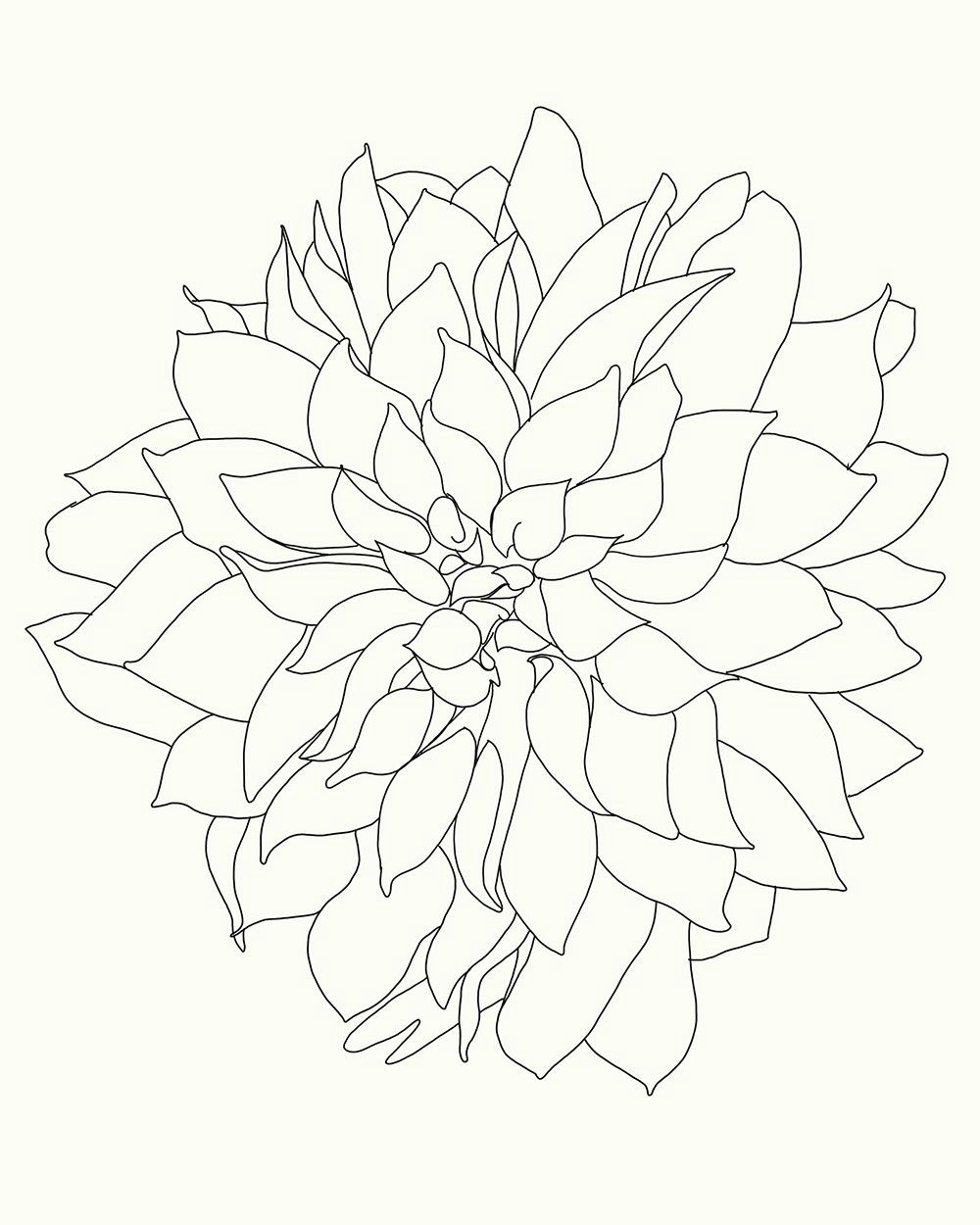 Drawing Dahlia Flowers Dahlia Art Pinterest Art Prints Art and Fine Art Prints