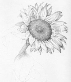 Drawing Daisy Flowers 1412 Nejlepa A Ch Obrazka Z Nasta Nky Flower Drawings Drawings