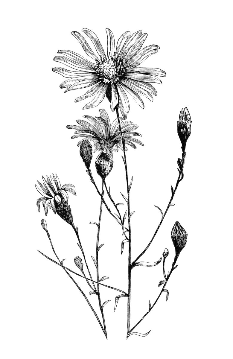 Drawing Daisy Flowers aster Flower Free Vintage Clip Art Image Beautiful Ink